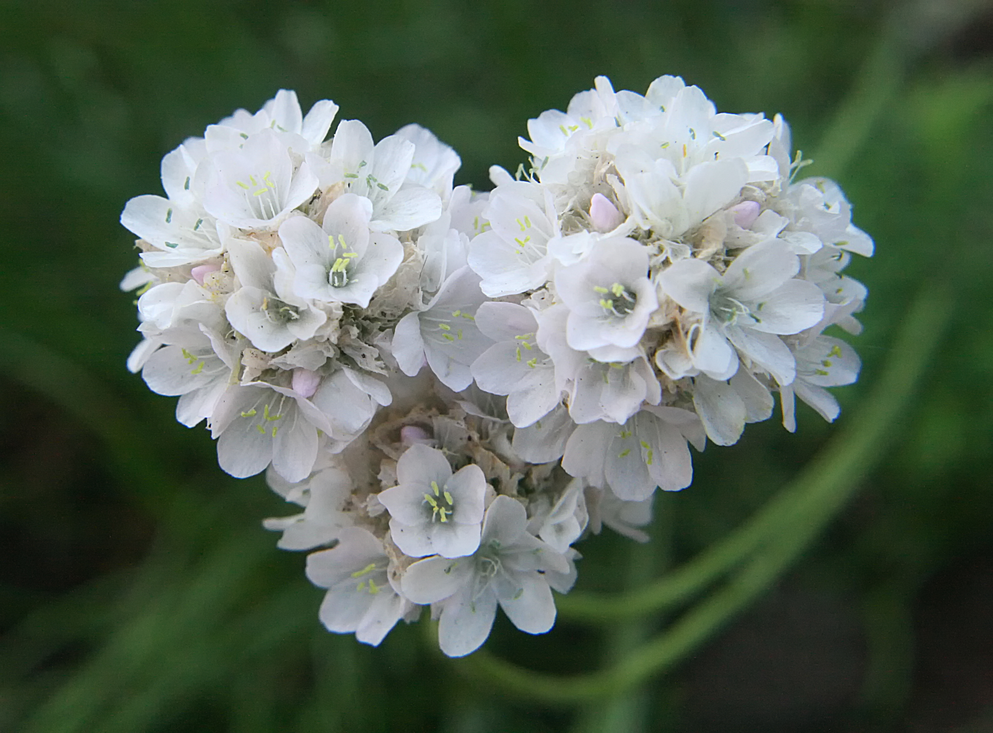 Passion Vivaces ARMERIA Alba plante vivace godet rose