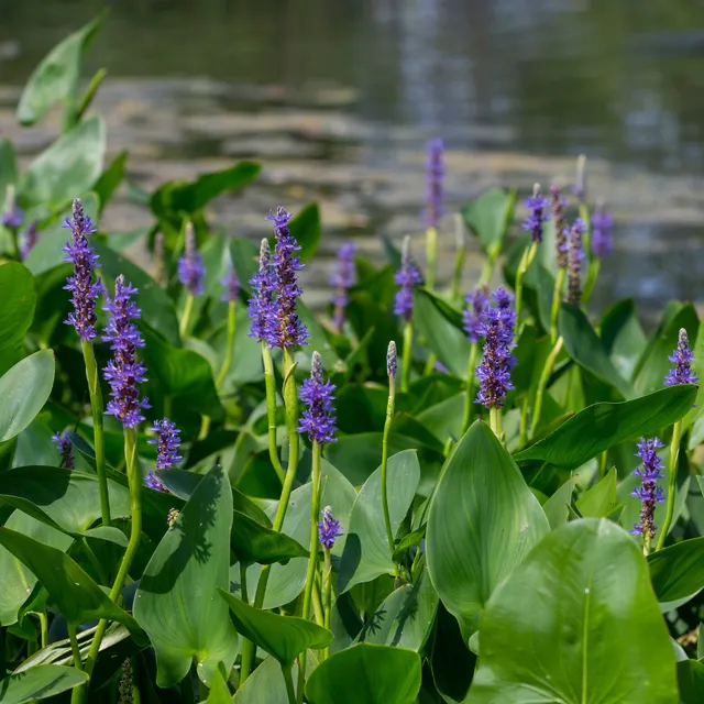 Bakker Plantes de bassin Pontédérie feuilles en coeur plante aquatique pot 9cm bleue