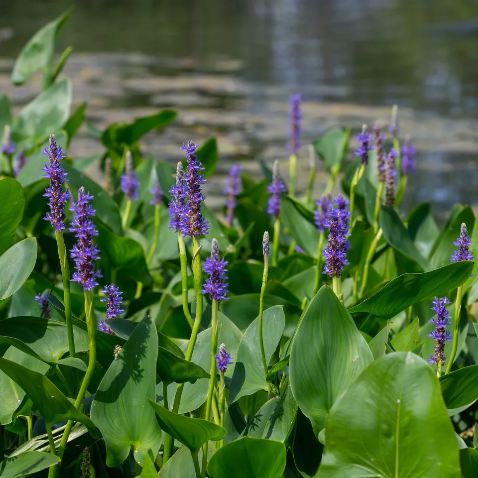 Bakker Plantes de bassin Pontédérie feuilles en coeur plante aquatique pot 9cm bleue