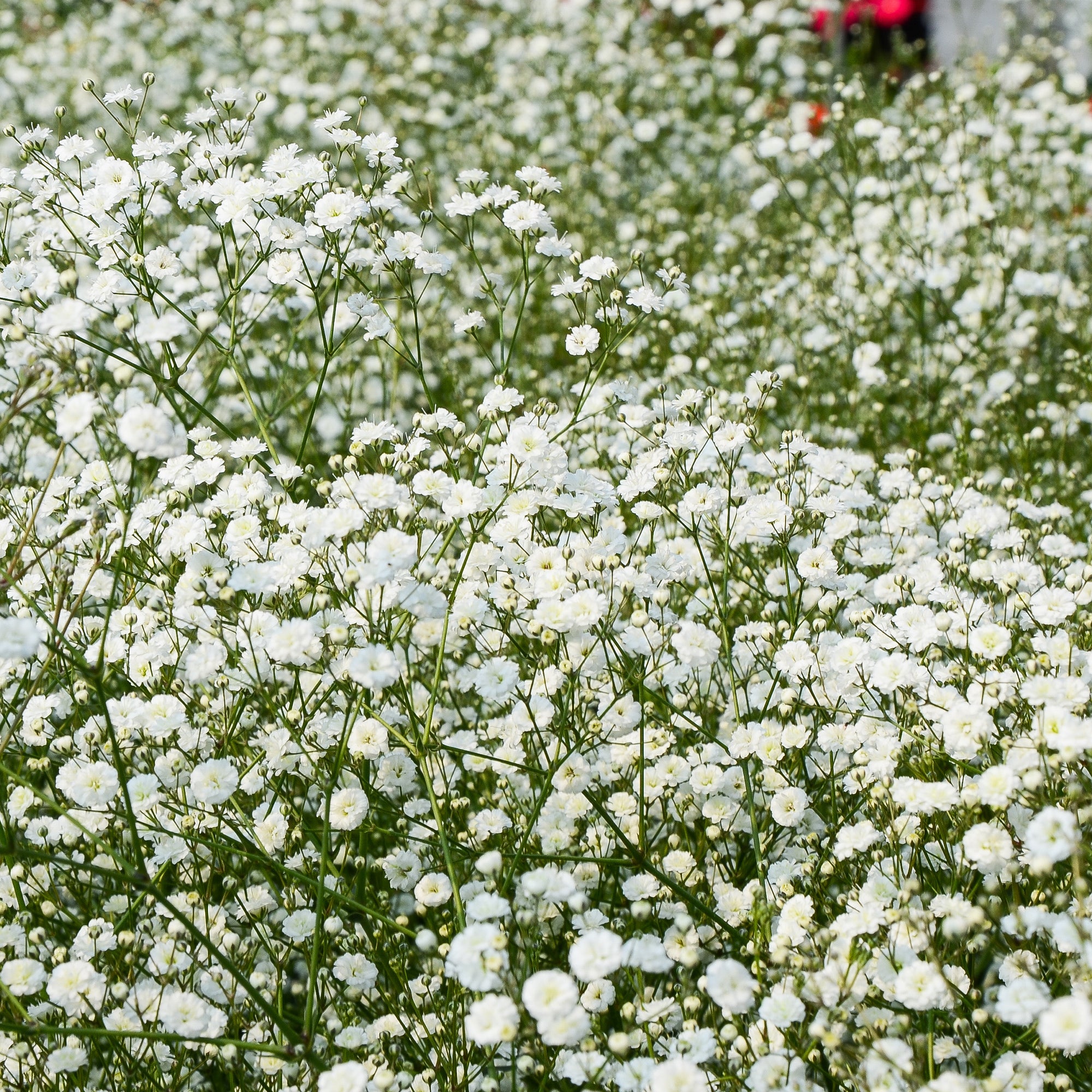 Bakker Plantes d'extérieur Massif 50 vivaces assorties 6m²