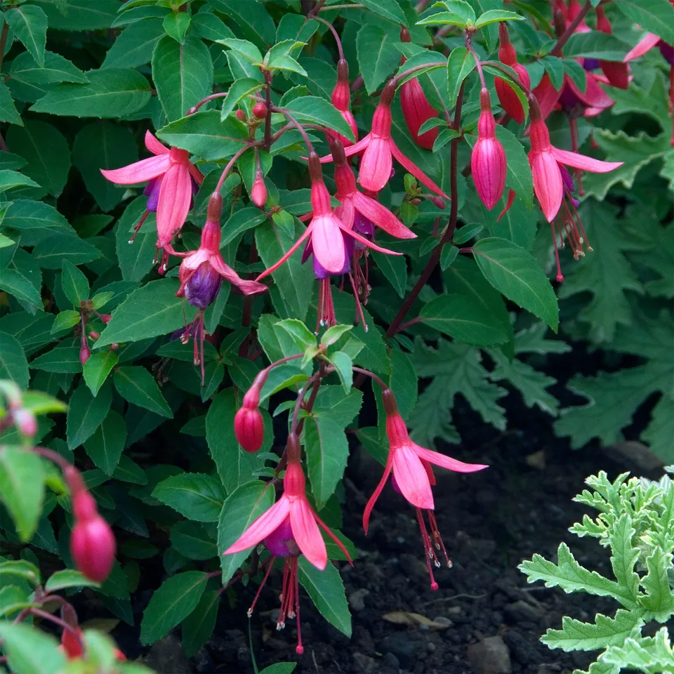 Bakker Fuchsia Tom Thumb fleur rose pot 8 cm pour ombre