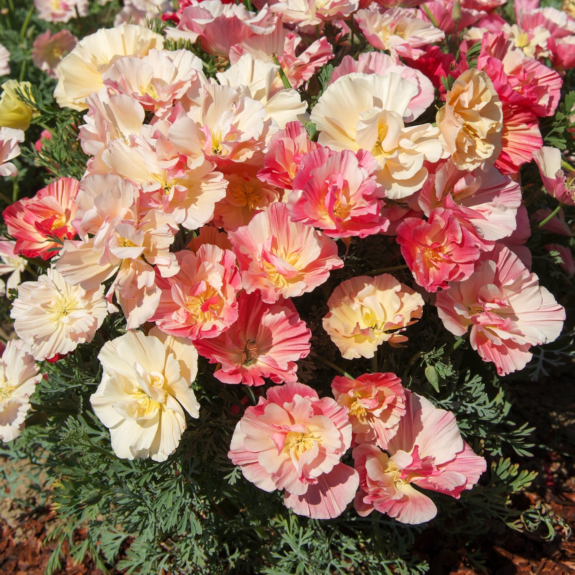 Bakker Pavot Californie Appleblossom graines 0,2g rose double