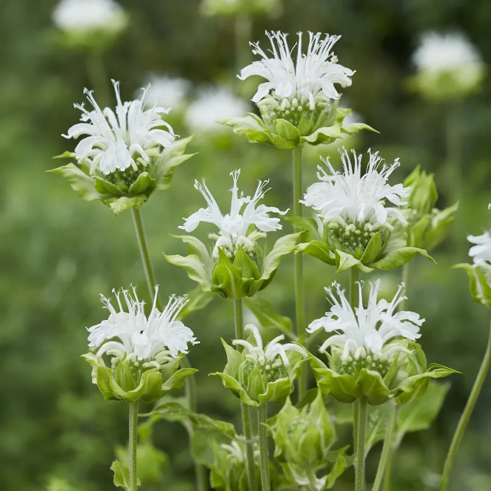 Bakker Plantes vivaces Monarde Schneewittchen plante pot Ø9cm