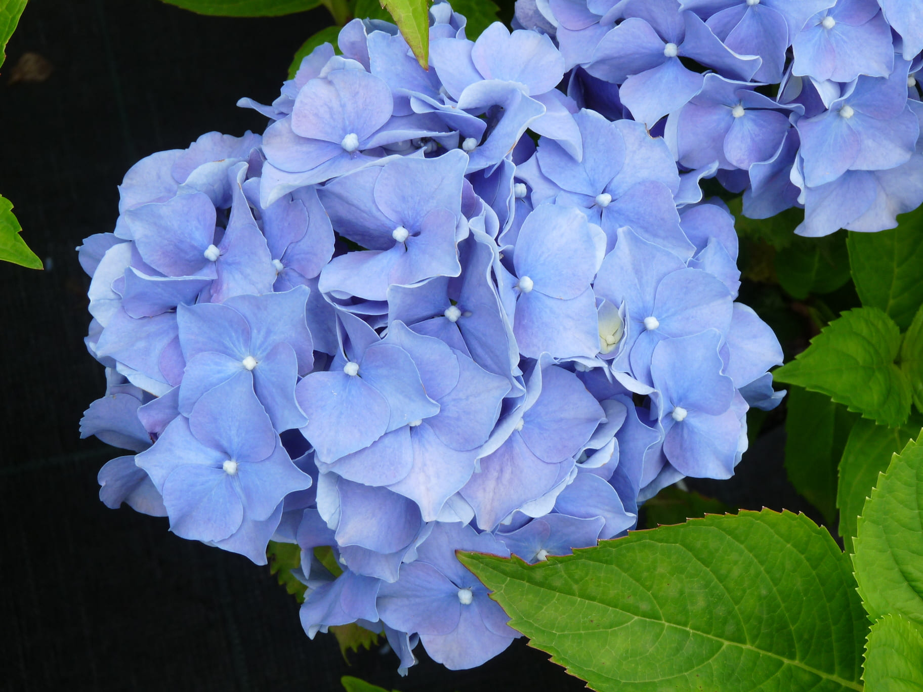 Les Hortensias du Haut Bois La France Hortensia Macrophylla Godet