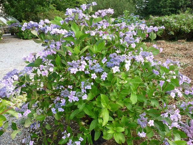 Les Hortensias du Haut Bois Jogasaki hortensia de jardin godet