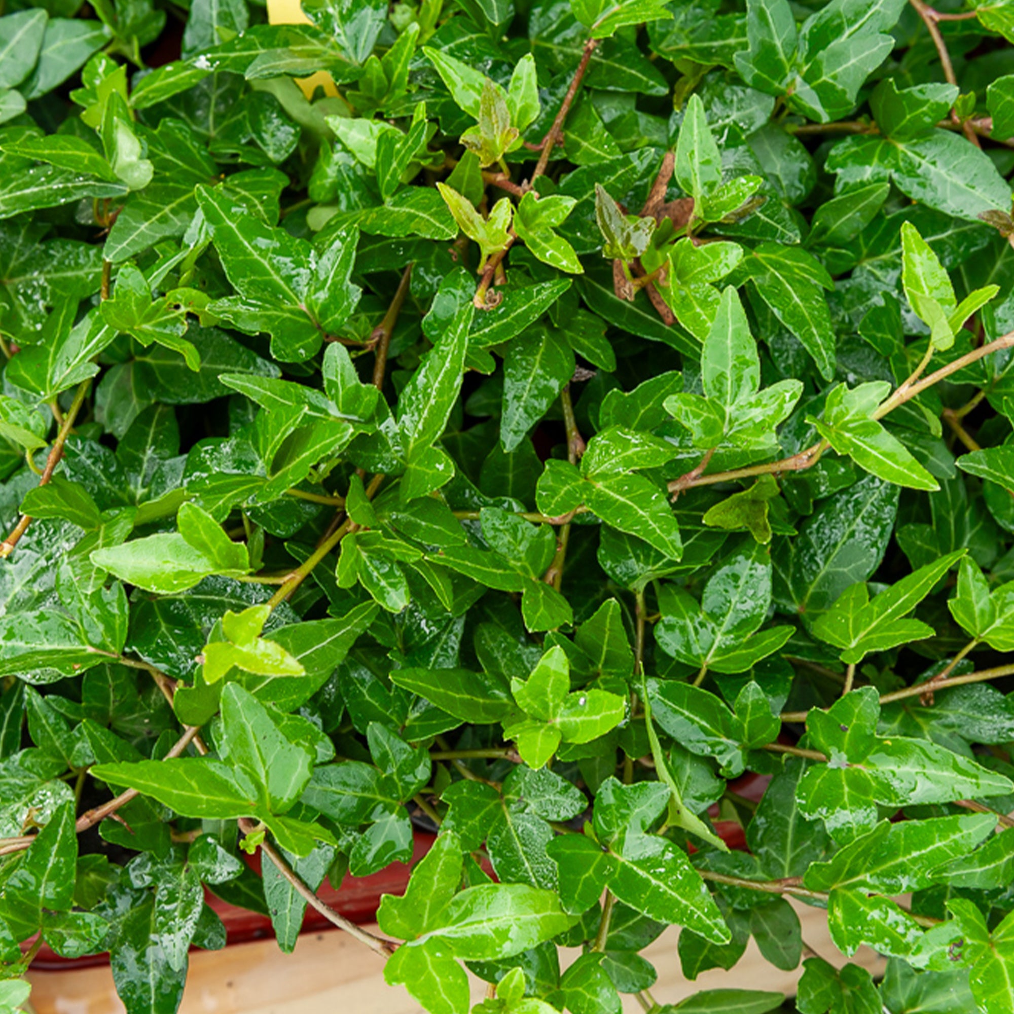Bakker Lierre Shamrock nain pot Ø 9cm couvre-sol ombre