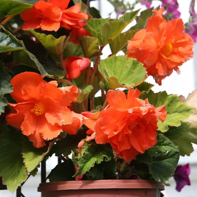 Bakker Bégonia grandes fleurs oranges pot 10,5cm