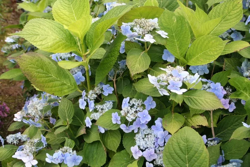 Les Hortensias du Haut Bois Ezo Hoshino hortensia serrata godet