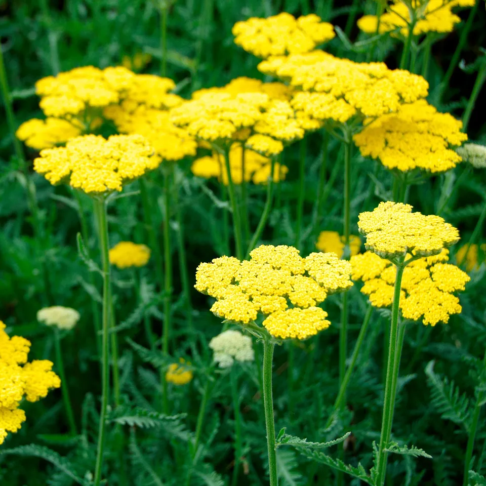 Bakker Coronation Gold achillée plante vivace pot 9cm jaune