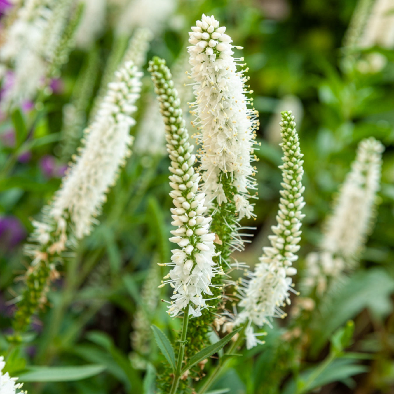 Bakker Véronique en épis blanche vivace pot Ø 9cm été