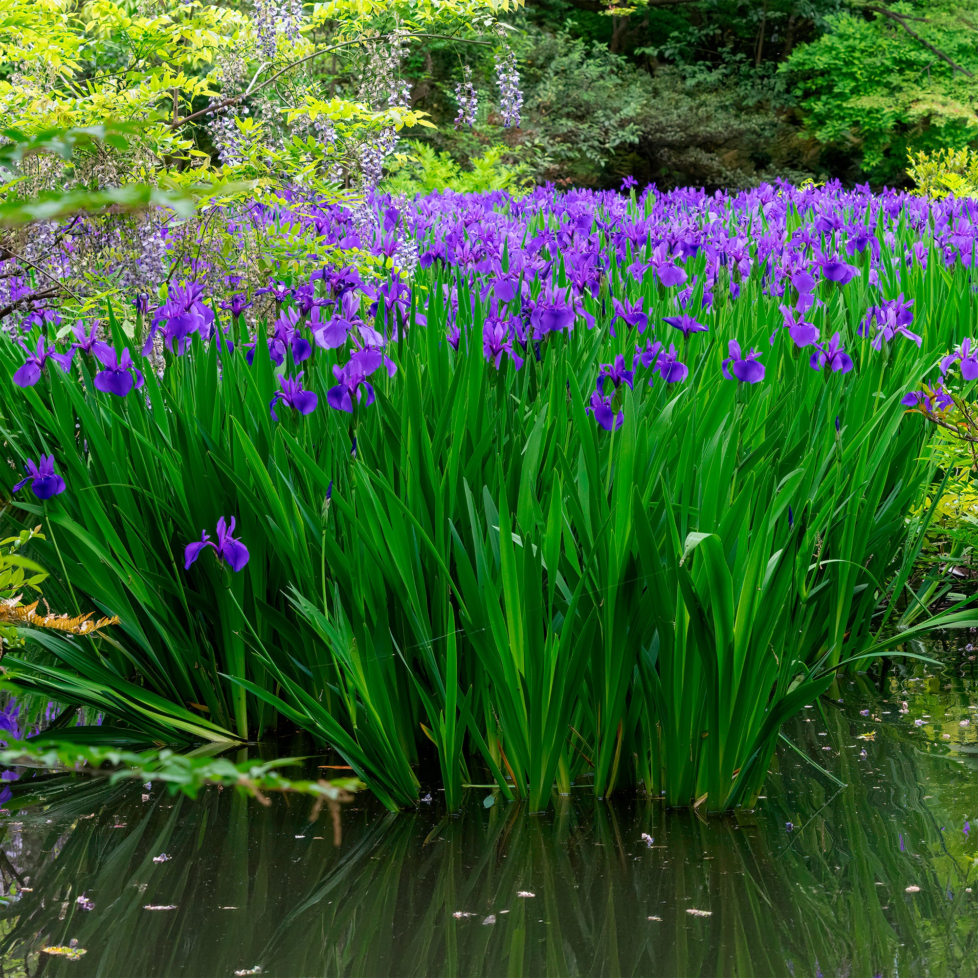 Bakker Plantes de bassin Iris des marais bleu pot 9cm vivace