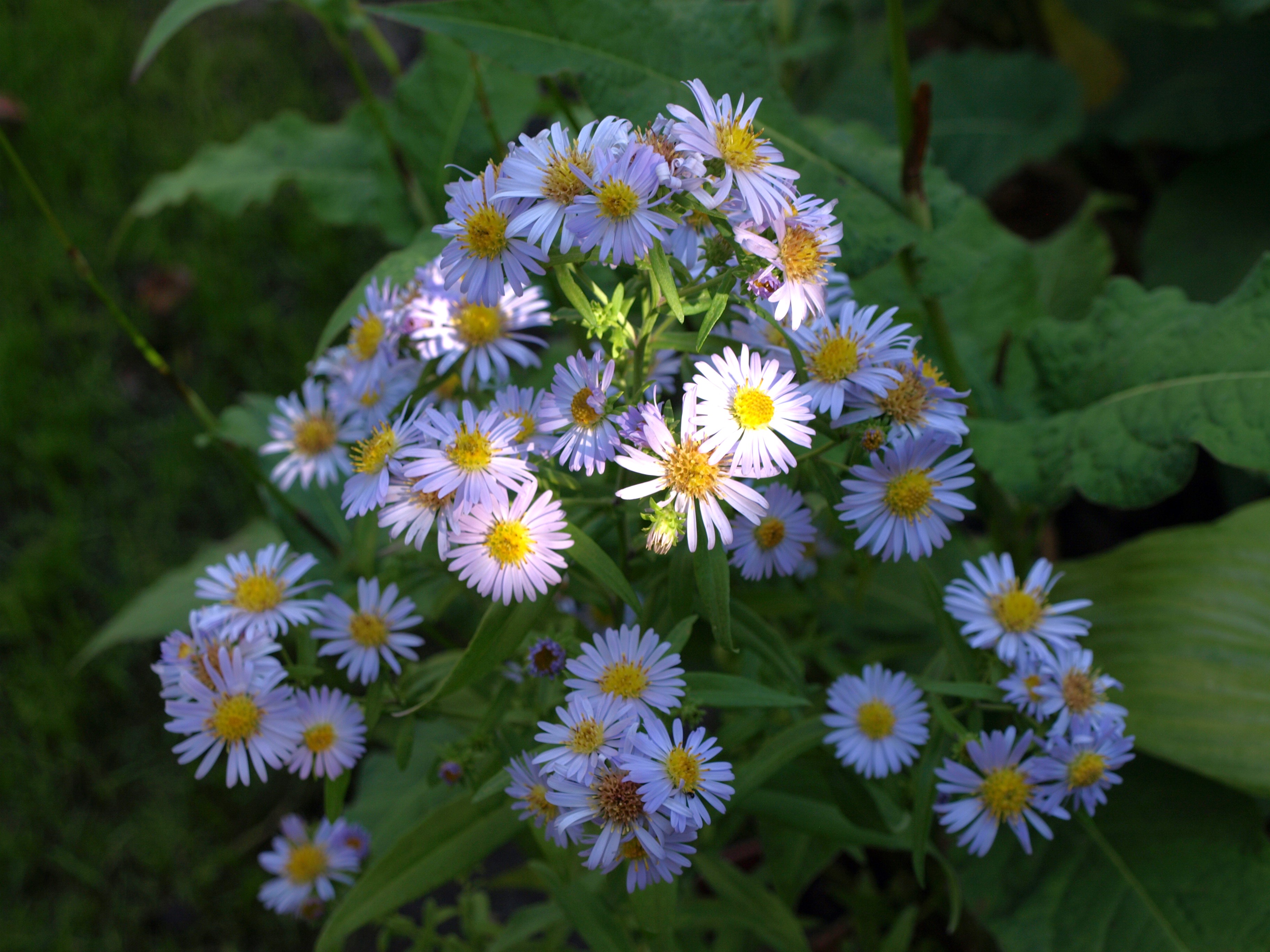 Passion Vivaces Aster sibericus plante vivace godet bleu ciel