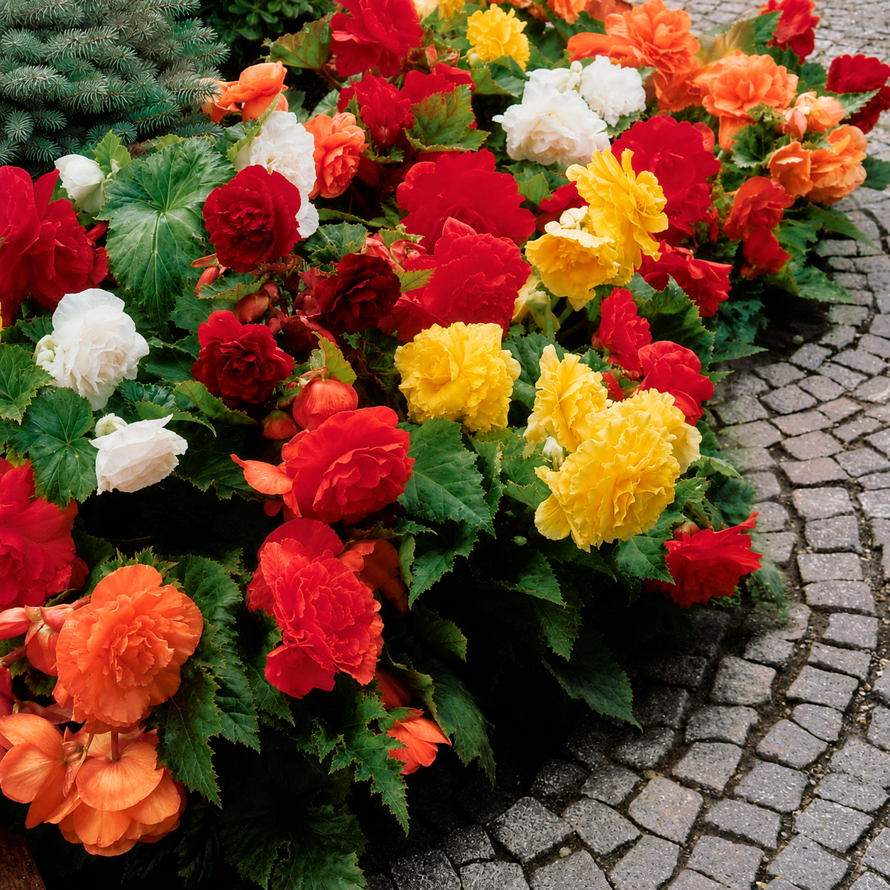 Bakker Bulbes à fleurs 10 Bégonias doubles mélange bulbes