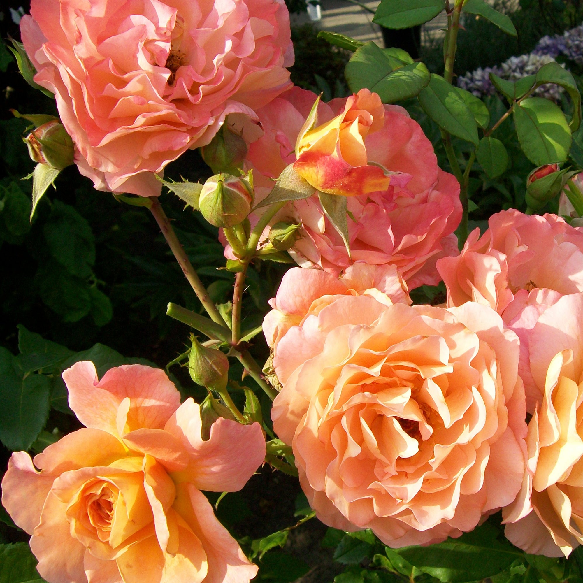 Bakker Rosiers Augusta Louise rosier racine nue saumon