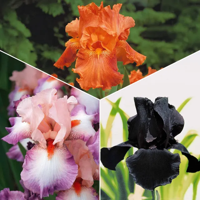 Bakker Iris de jardin mélange vivace paquet 6 racines noir