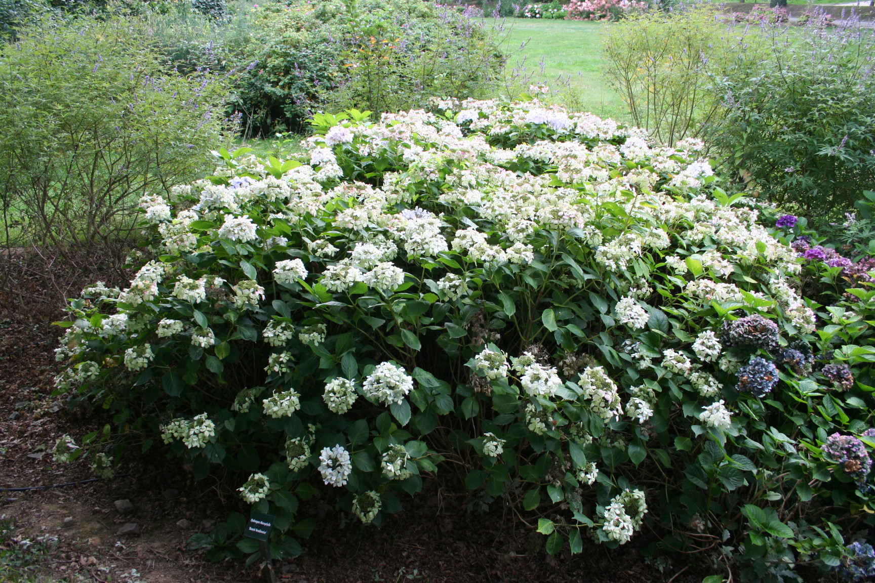 Les Hortensias du Haut Bois Beauté Vendômoise hortensia fleurs plates