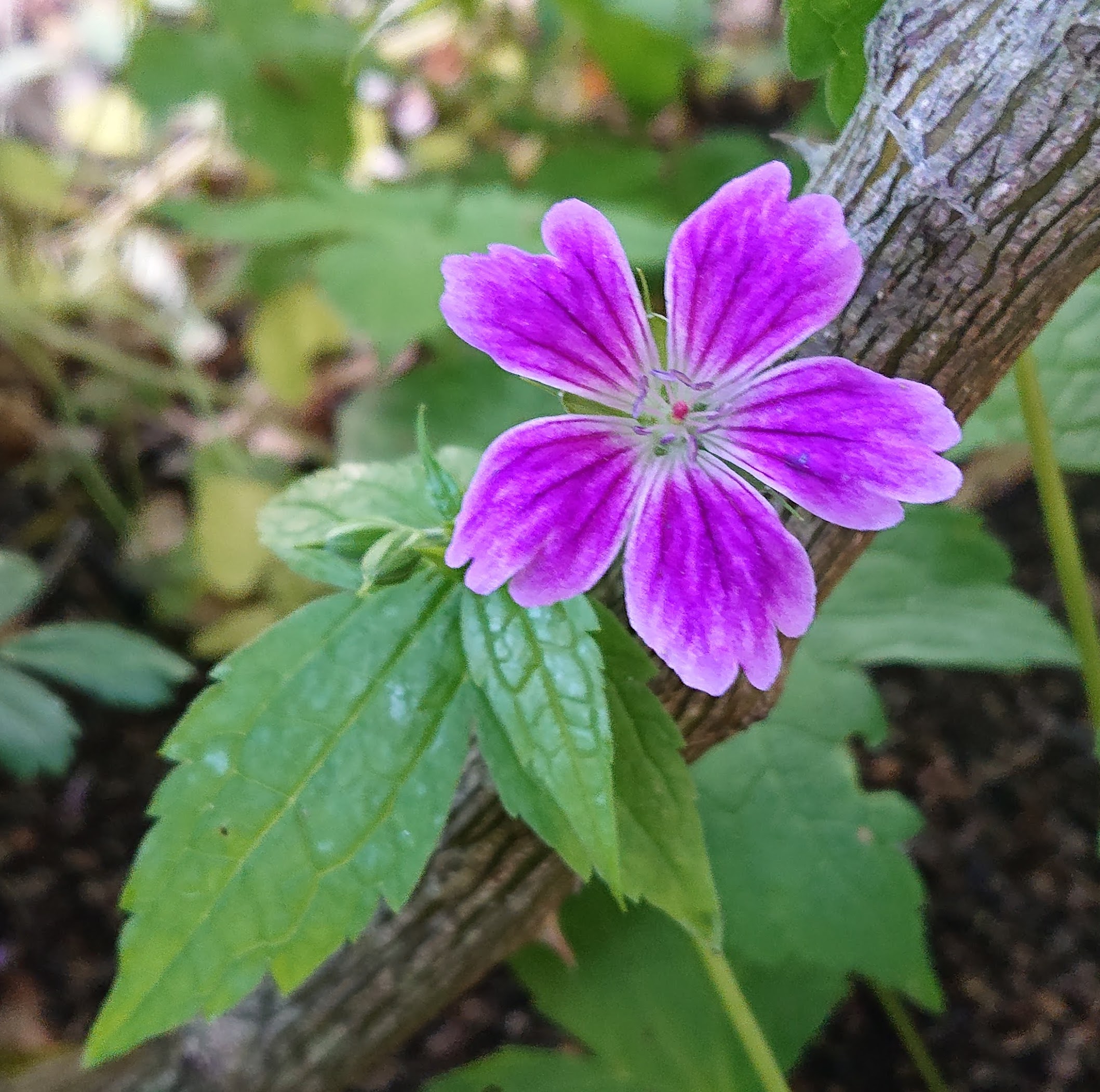Passion Vivaces GERANIUM nodosum Whiteleaf vivace godet rose