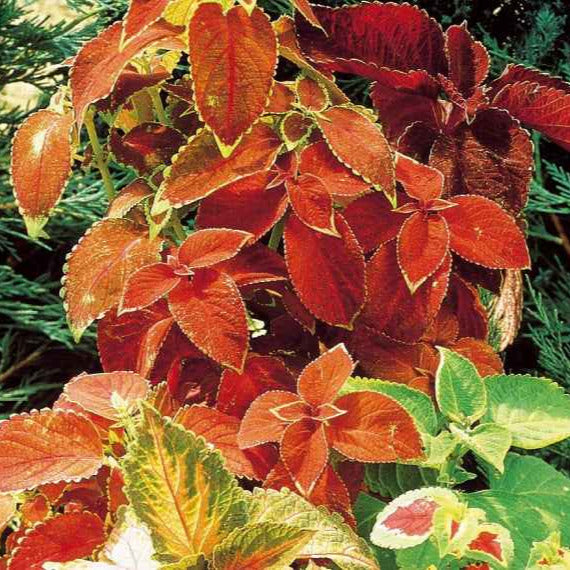 Bakker Rainbow coleus hybride graines sachet 0,1g mélange