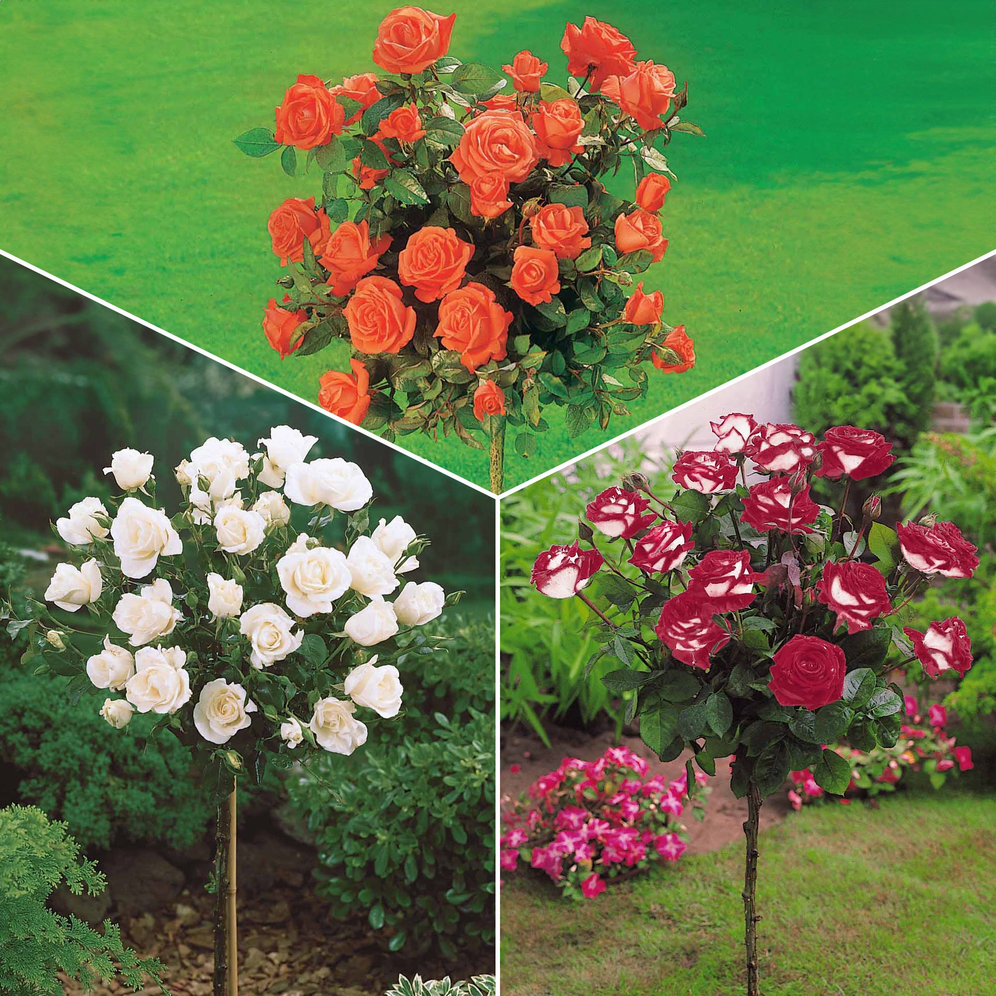 Bakker Rosiers Ramona Korbin Osiria tige lot 3 racines nues