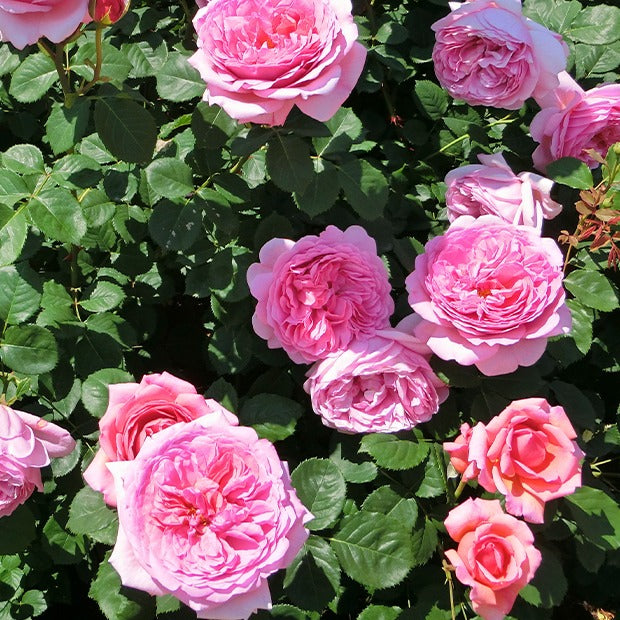 Bakker Collection 3 Rosiers anglais racines nues parfumés