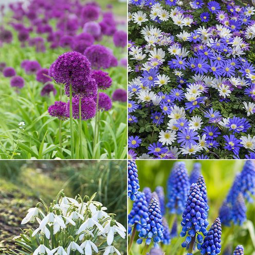 Bakker 6 Mois de Fleurs bulbes à fleurs sachet de 100 floraison 6 mois