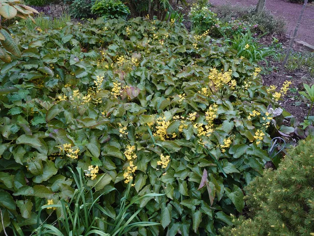 Passion Vivaces Epimedium Frohnleiten vivace godet jaune