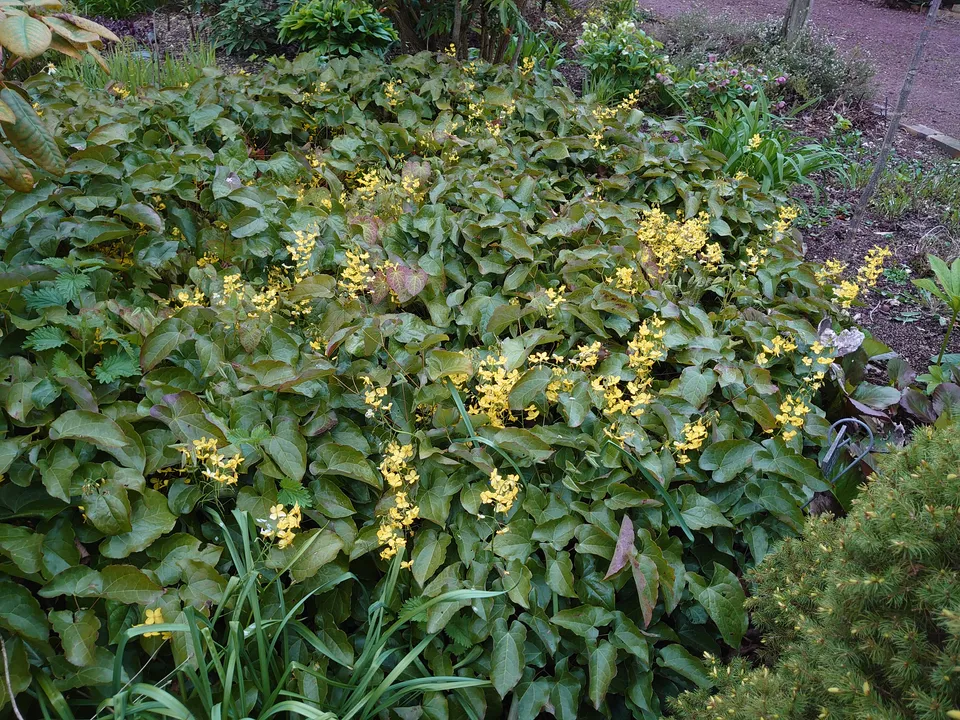 Passion Vivaces Epimedium Frohnleiten vivace godet jaune