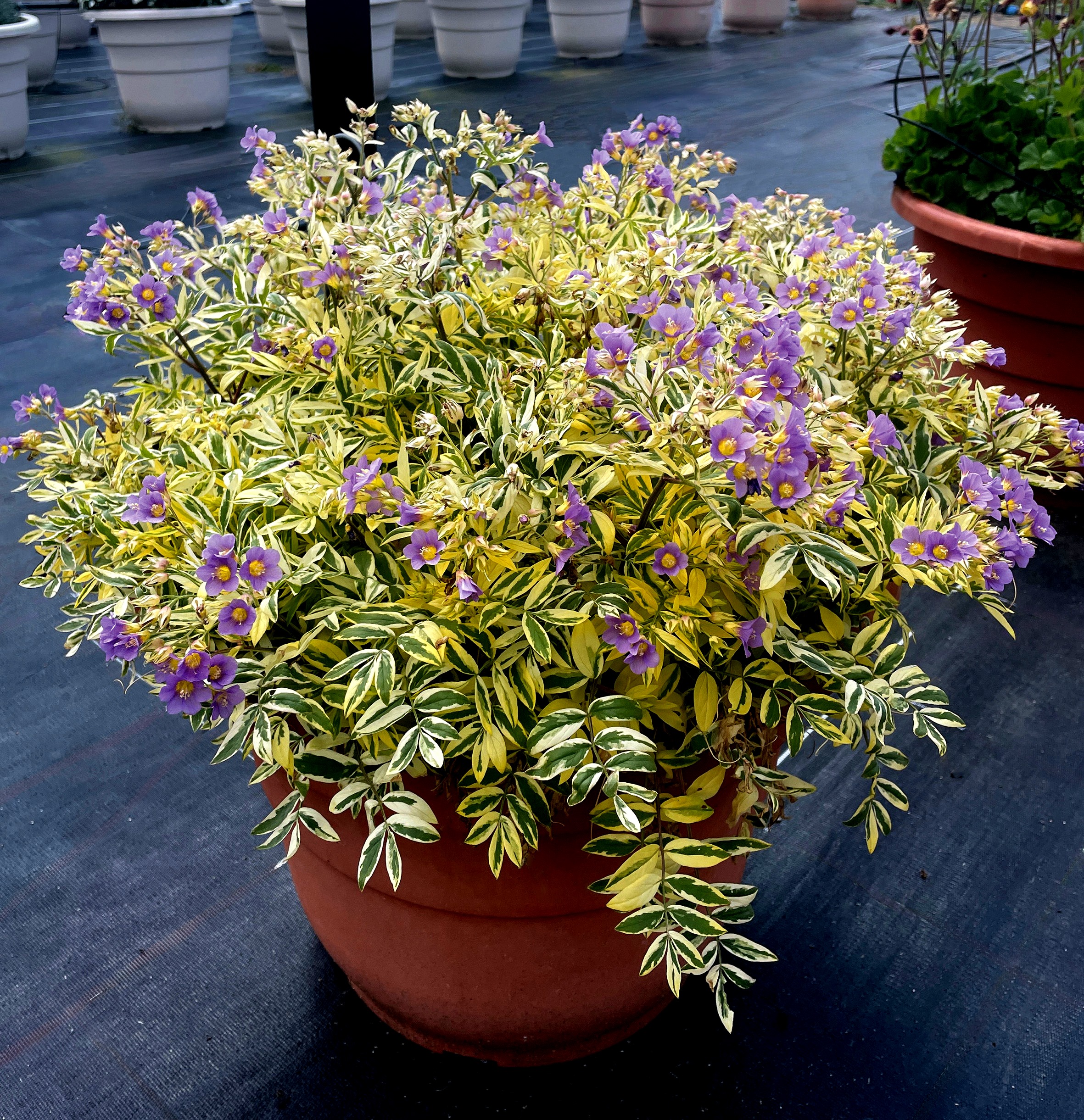 Pépinières Ripoche Polemonium caeruleum Golden Feathers plante ombre
