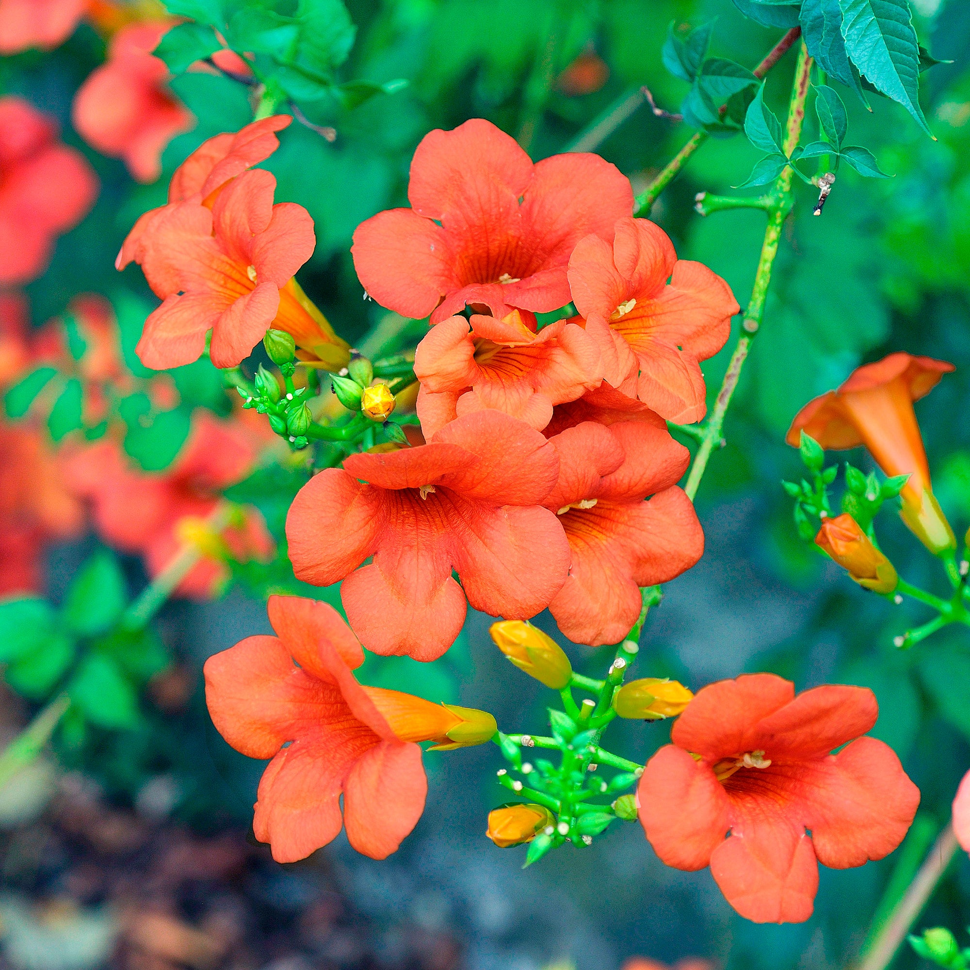 Bakker Plantes d'extérieur Bignone Madame Galen grimpante pot 2L orange