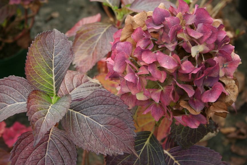 Les Hortensias du Haut Bois Admiration hortensia fleurs rondes