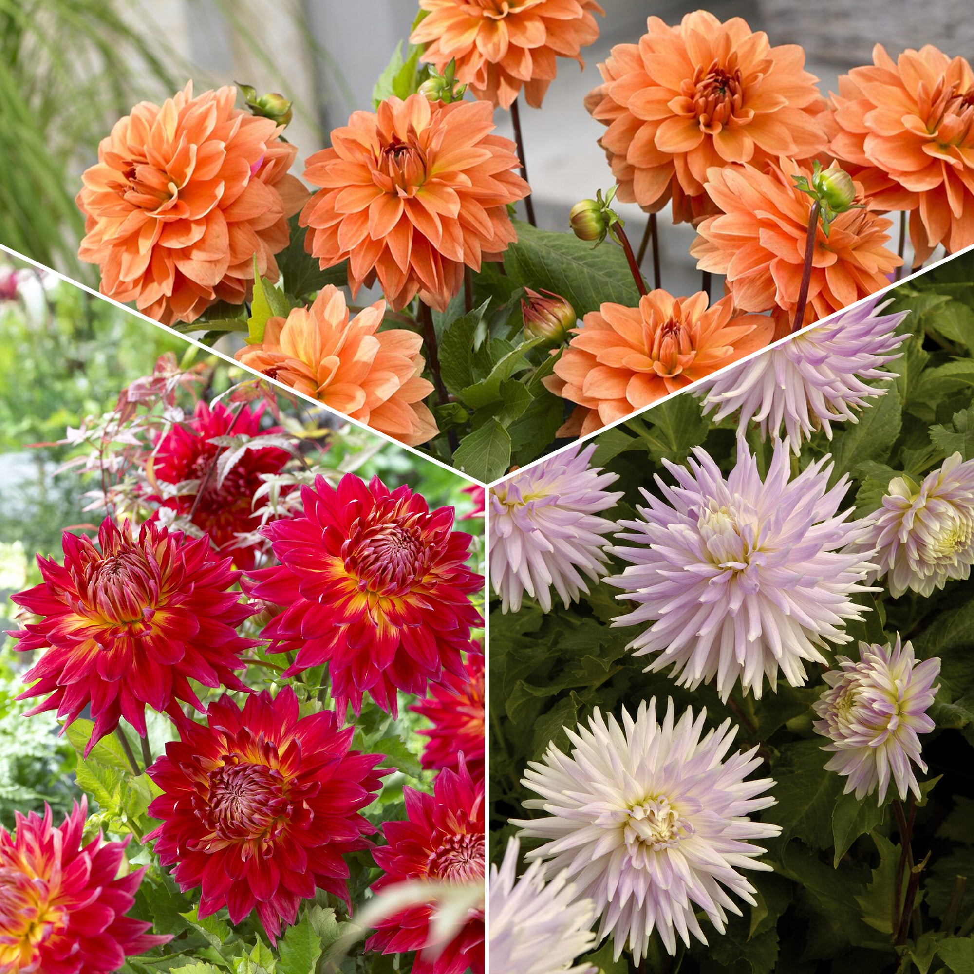 Bakker 5 Dahlias en mélange bulbe calibre I multicolore