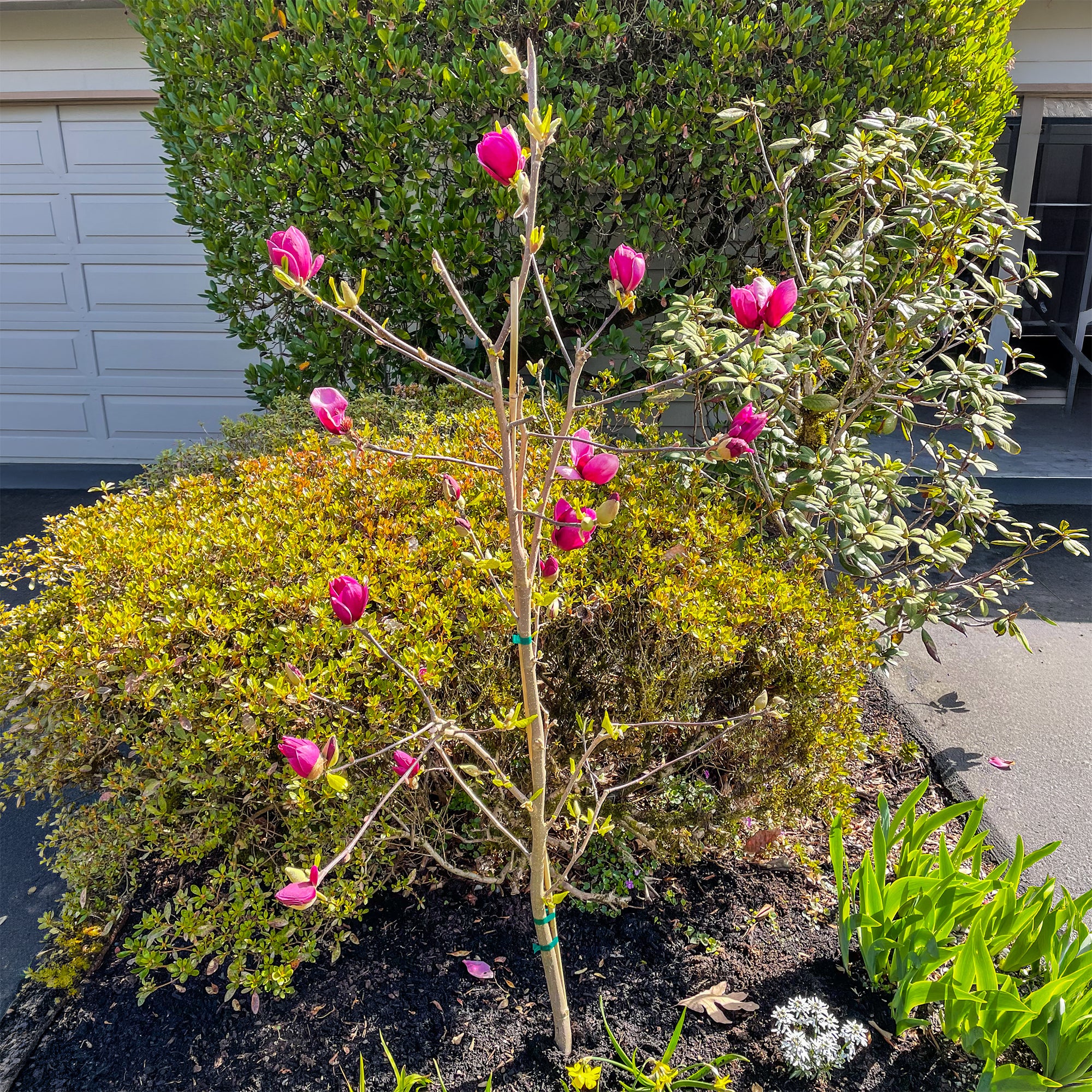 Bakker Magnolia Genie arbuste pot 2L fleurs fuchsia parfumées