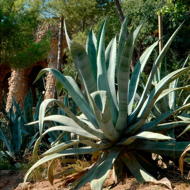 Bakker Agave d'Amérique plante vivace pot Ø 11cm