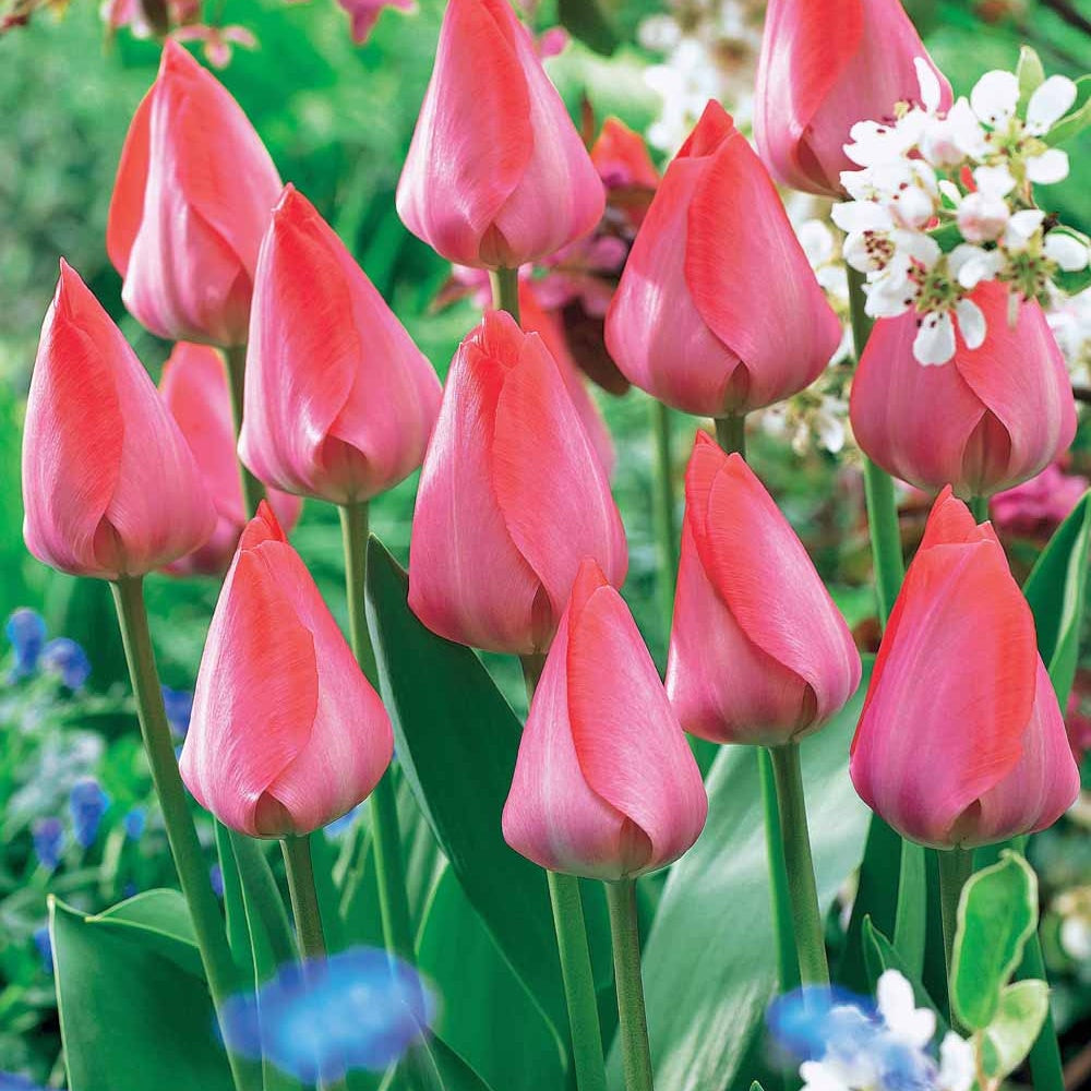 Bakker Van Eijk tulipe rose lot de 10 bulbes fleur coupée