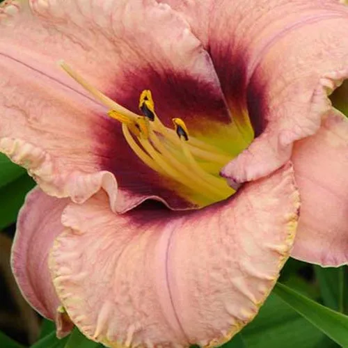 Bakker Daring Dilemma hémérocalle vivace pot 9cm rose
