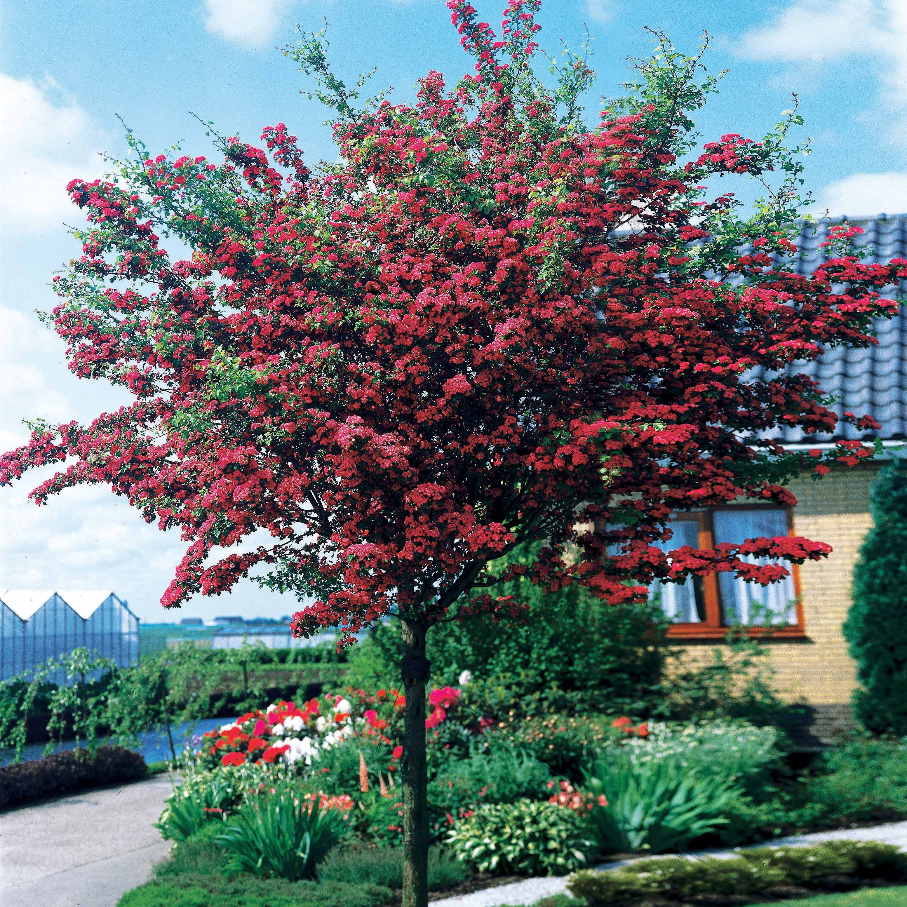 Bakker Aubépine rouge Paul Scarlet racine nue 60-80cm