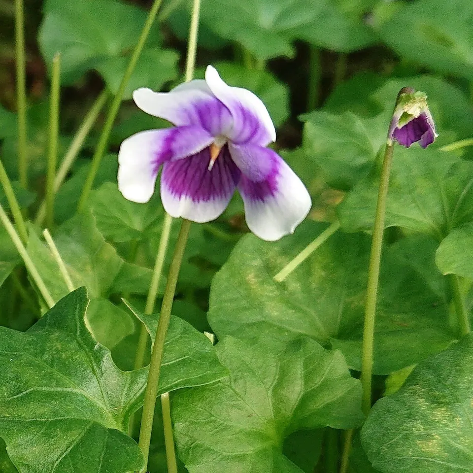 Passion Vivaces VIOLA hederacea plante vivace pot 1L fleur bicolore