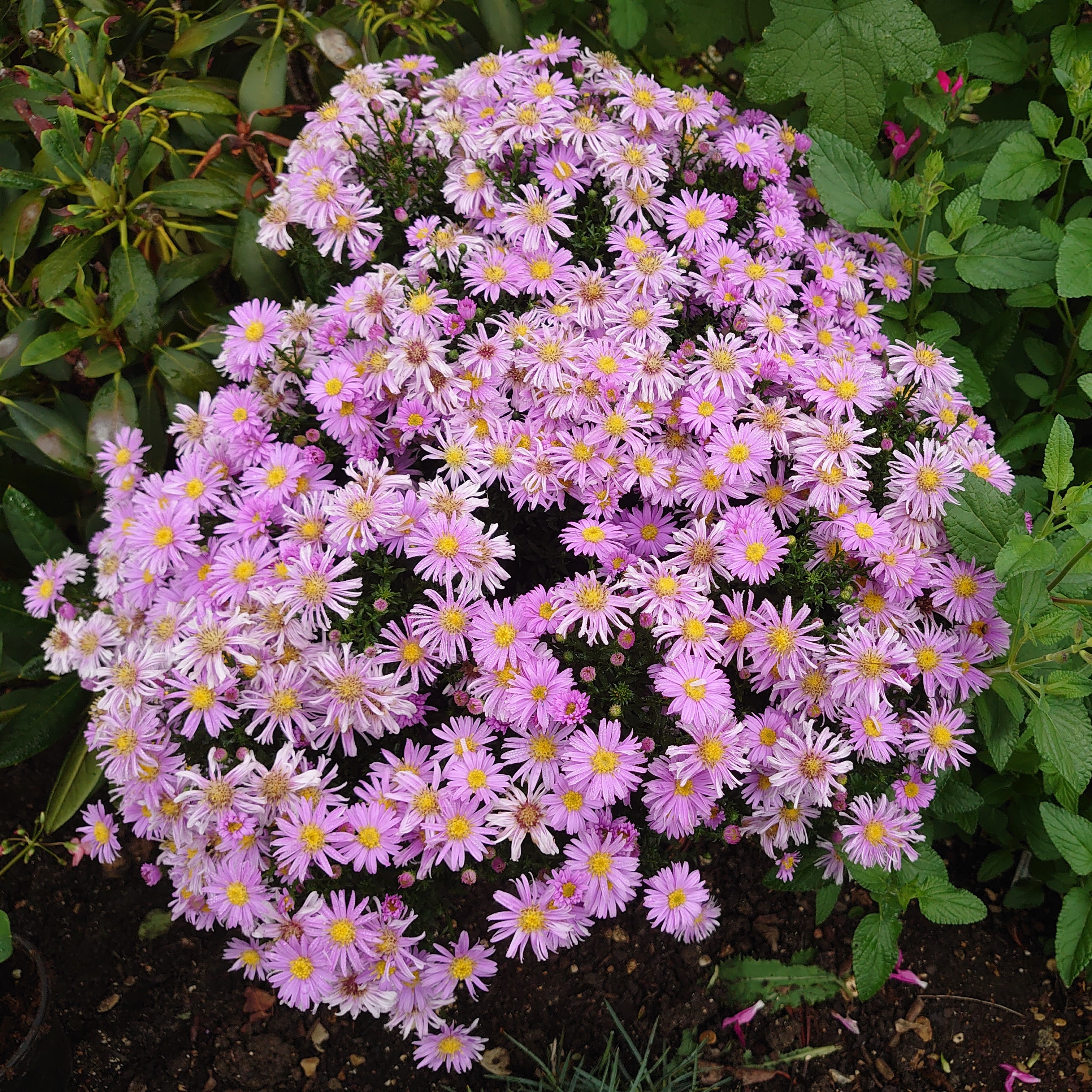 Passion Vivaces Aster dumosus Belle des Mureaux plante rose