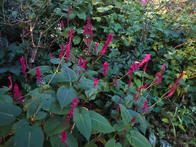 Passion Vivaces Persicaria amplexicaulis Bonfire plante vivace rouge