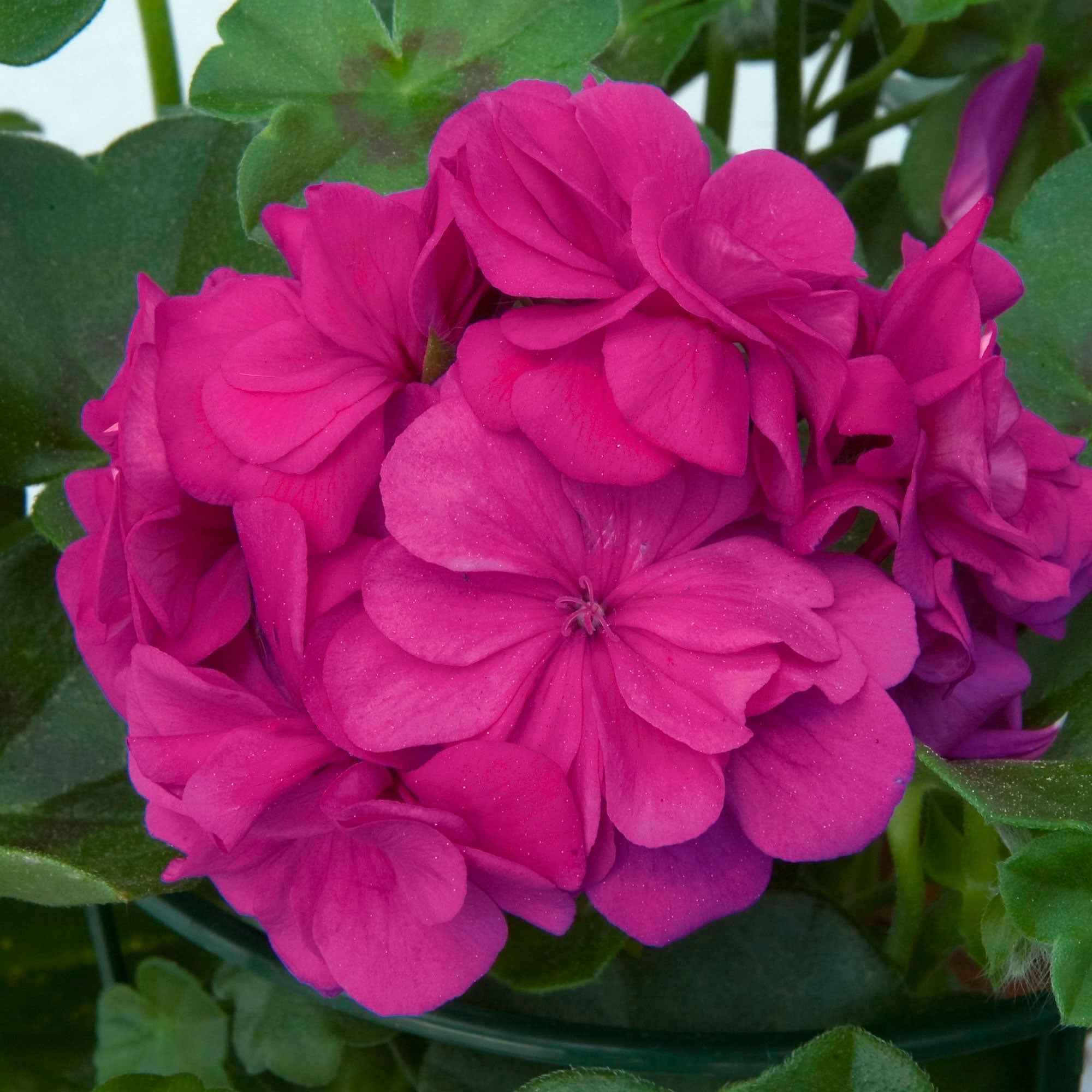Bakker Géranium zonale Dark Lilac fleur balcon 3 pots lilas