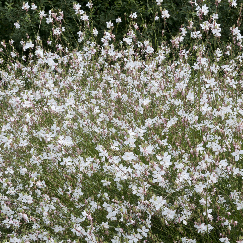Bakker Plantes vivaces Gaura Short Form vivace pot compact rose