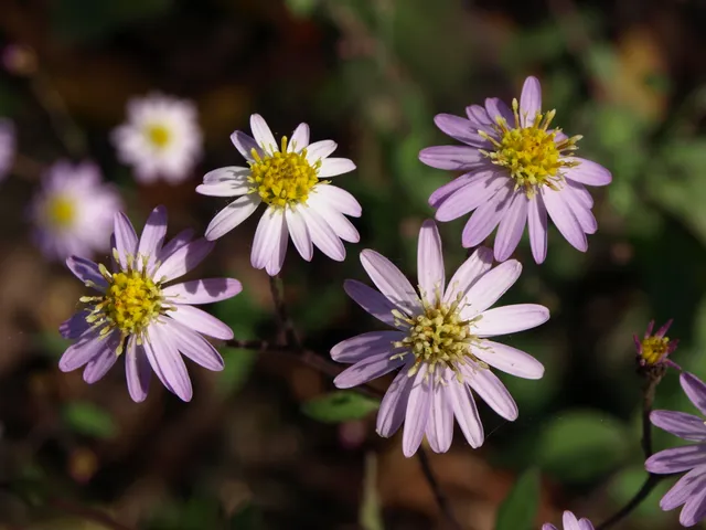 Passion Vivaces Aster scaber Kyosumi plante rose godet