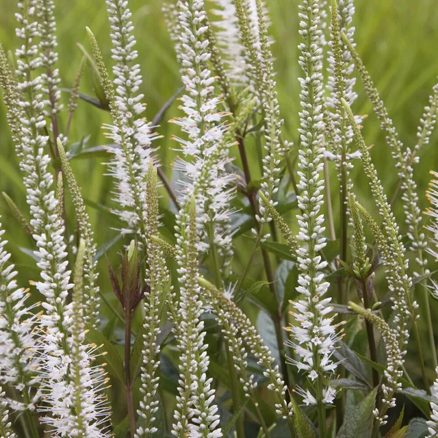 Bakker Vivaces Véronique de Virginie blanche pot Ø9cm