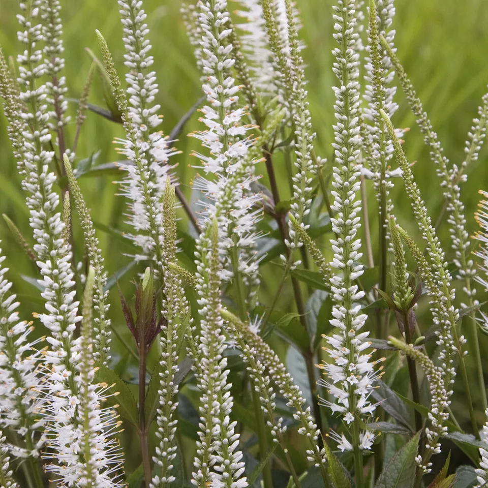 Bakker Vivaces Véronique de Virginie blanche pot Ø9cm