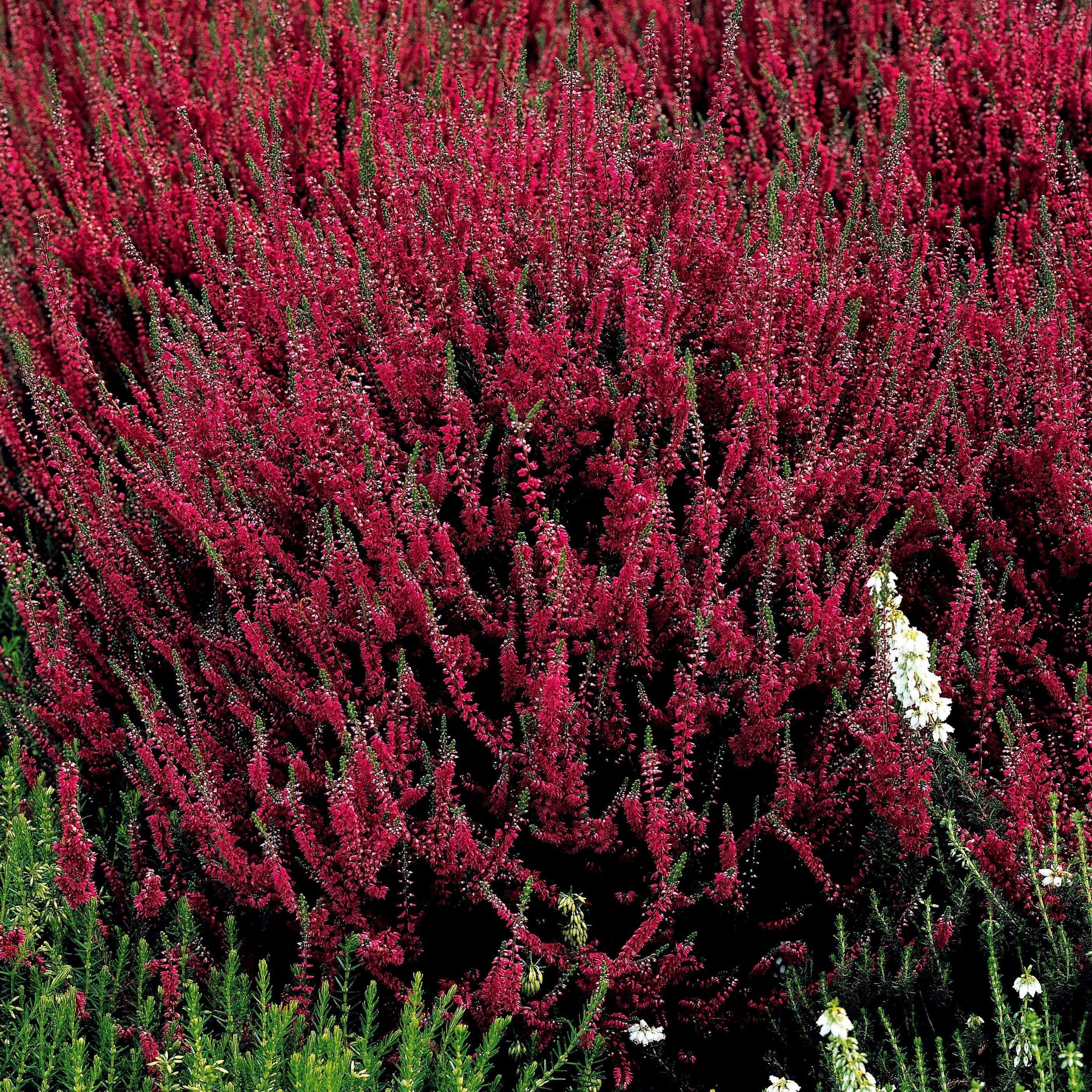 Bakker 6 Bruyères d'été mélange pots Ø9cm