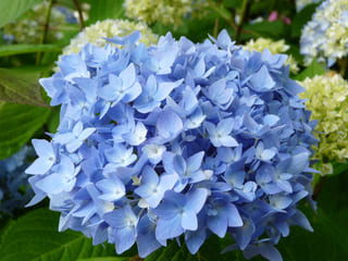 Les Hortensias du Haut Bois Semperflorens hortensia rondes godet