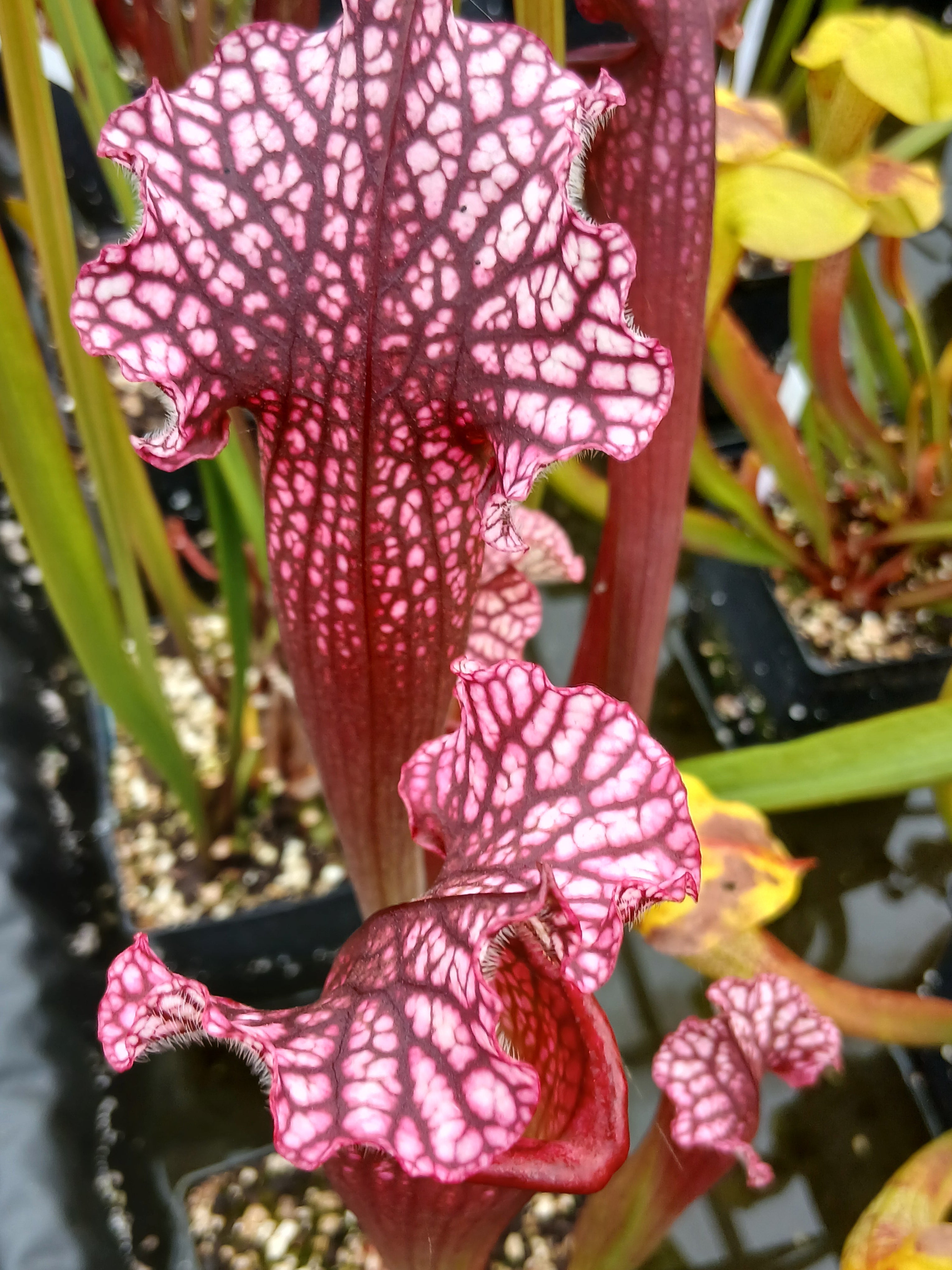 Carniflore Sarracenia Victoria Morley plante carnivore pot 11 cm