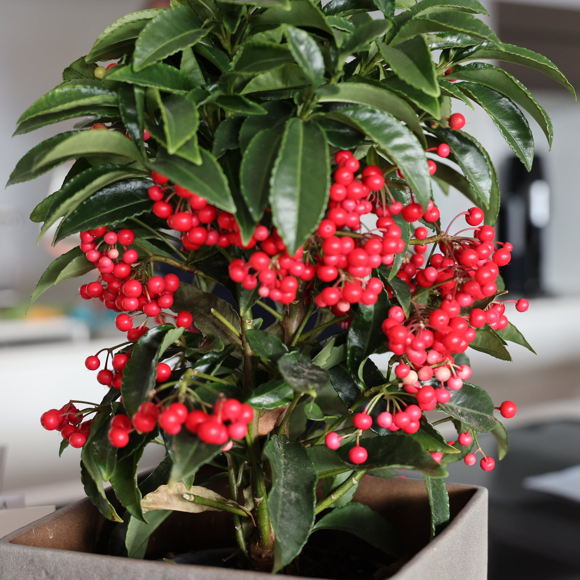 Bakker Bois de Noël Ardisia crenata plante d'intérieur pot Ø14cm baies rouges
