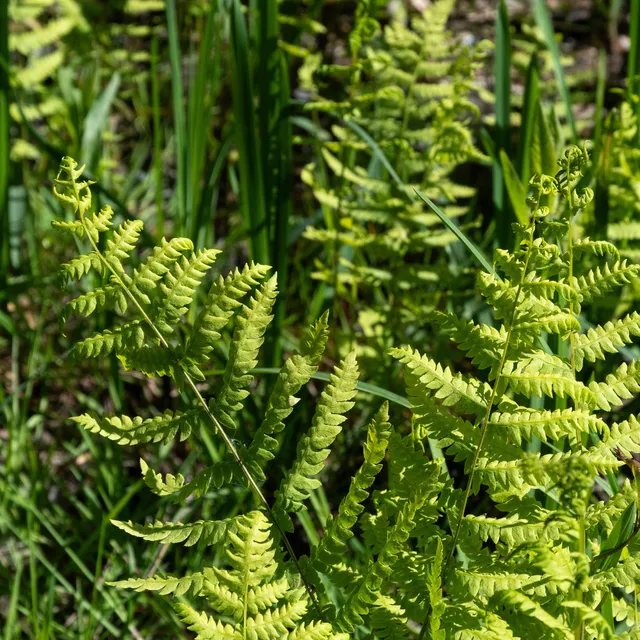 Bakker Plantes vivaces Fougère des marais plante vivace pot 9cm