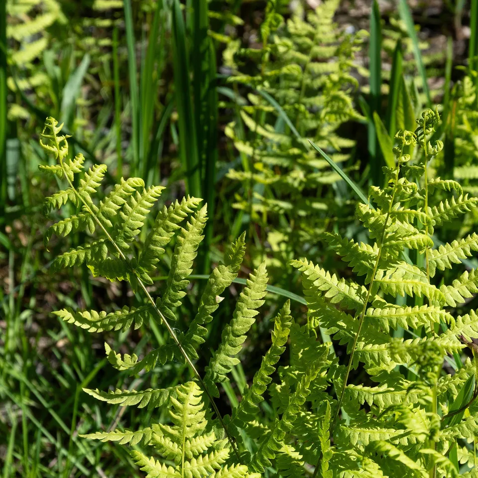 Bakker Plantes vivaces Fougère des marais plante vivace pot 9cm